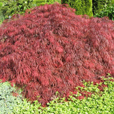 Acer pal. diss. 'Garnet' - Japansk dvægløn